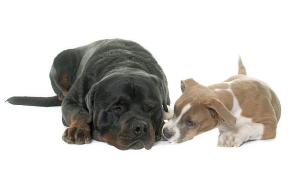 小狗美国斯塔福郡梗犬、 罗威纳犬 — 图库照片