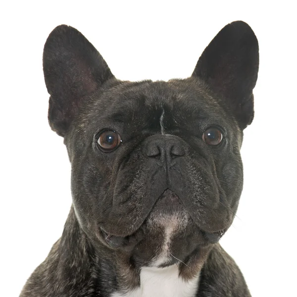 Brun Fransk Bulldog — Stockfoto