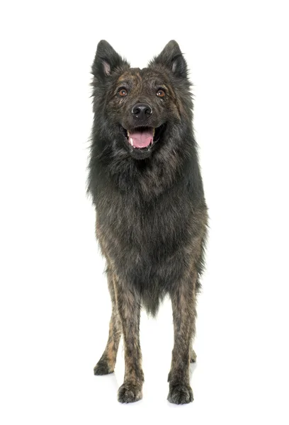 Nederländska Long haired shepherd — Stockfoto