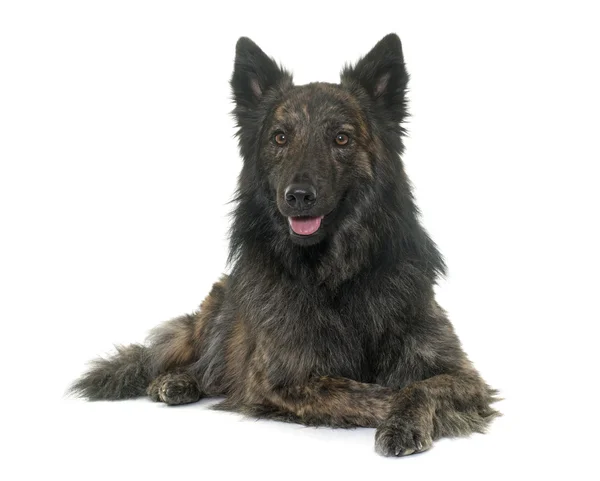 Dutch Long haired shepherd — Stock Photo, Image