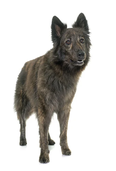 Nederländska Long haired shepherd — Stockfoto