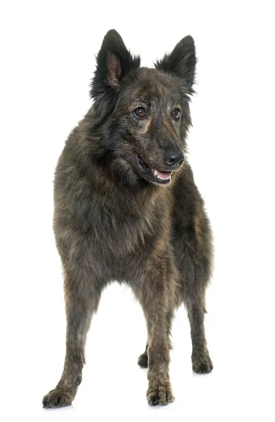 Nederländska Long haired shepherd — Stockfoto