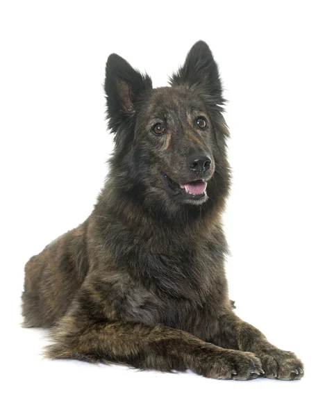 Dutch Long haired shepherd — Stock Photo, Image