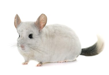 Chinchilla elinde