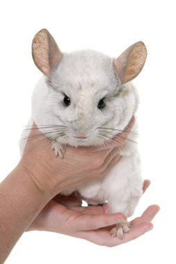 Chinchilla elinde