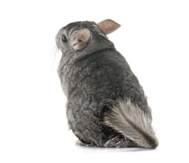 Chinchilla Studio