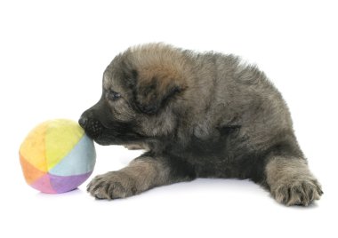 Eski tip Alman çoban