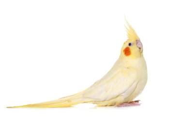 petsupplies Studio