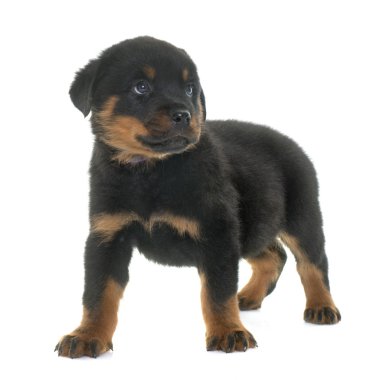 yavru rottweiler Studio