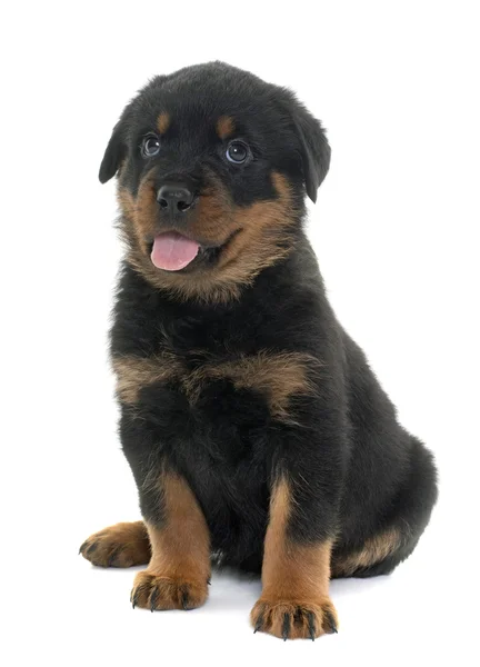 Cachorro joven rottweiler — Foto de Stock