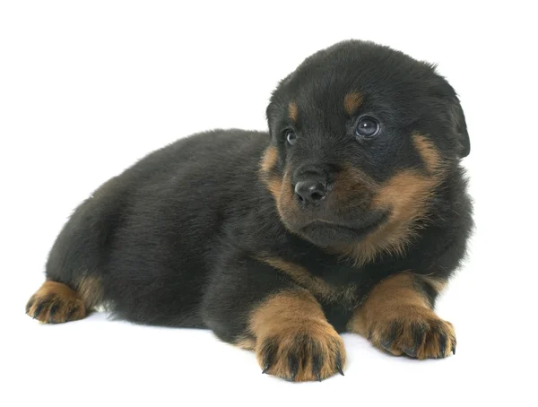 Cachorro rottweiler em estúdio — Fotografia de Stock