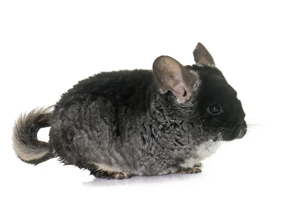 stock image chinchilla in studio