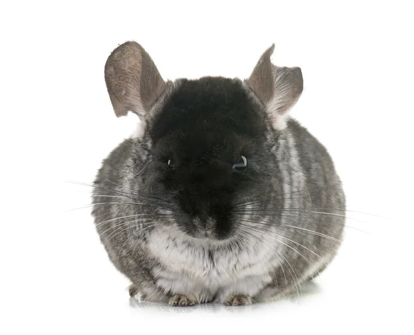 Cincilla in studio — Foto Stock