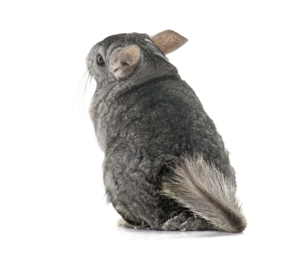 Chinchilla in studio — Stock Photo, Image