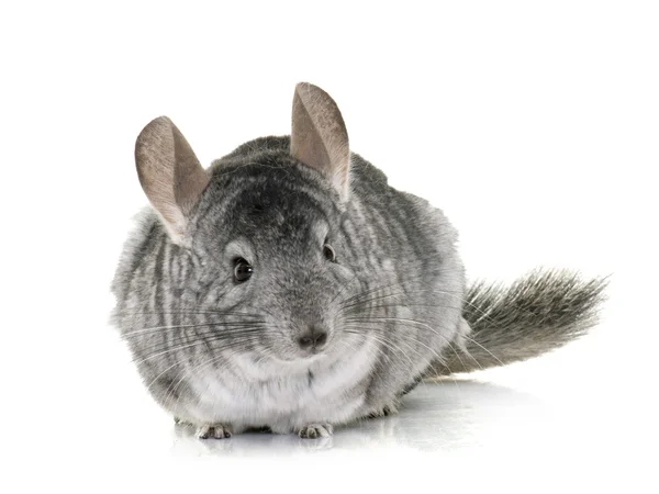 Chinchilla i studio — Stockfoto