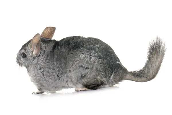 Chinchilla in studio — Stockfoto