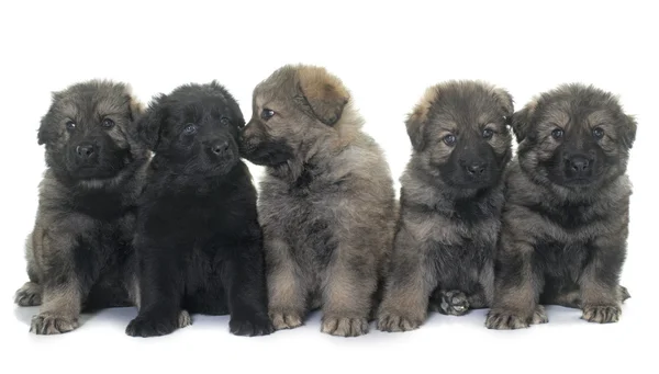 Puppies ancient type german shepherd — Stock Photo, Image