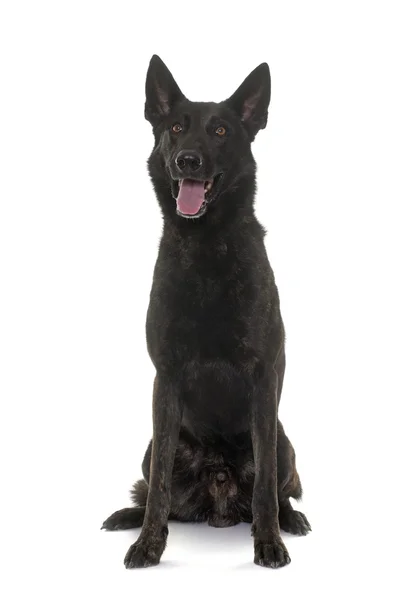 Dark dutch shepherd — Stock Photo, Image