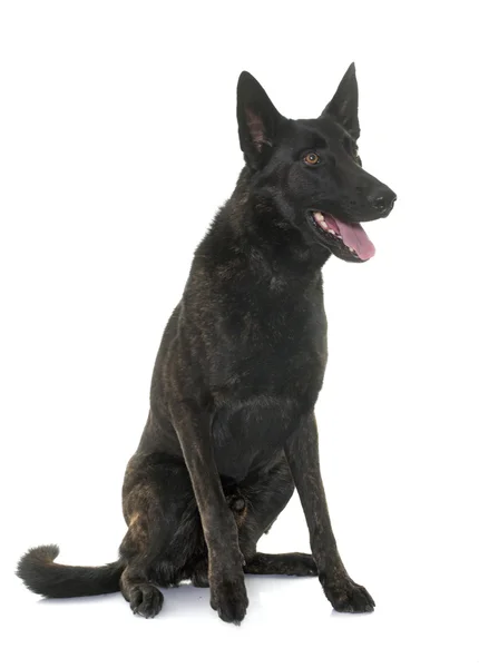 Dunkelholländischer Schäferhund — Stockfoto
