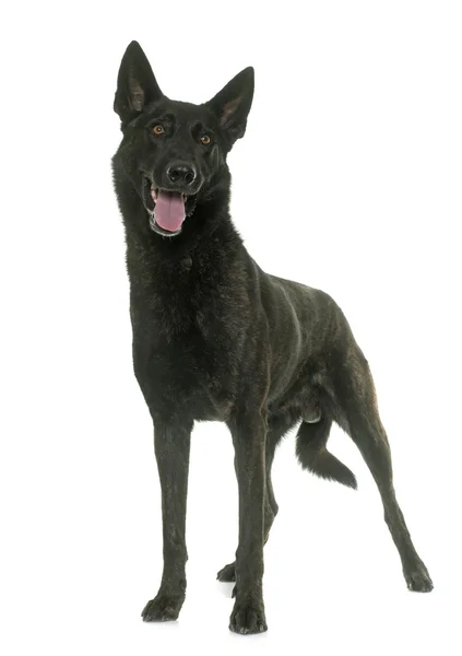 Mörka holländska shepherd — Stockfoto