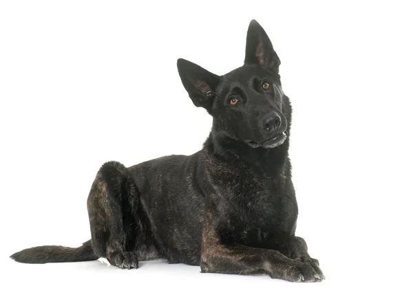 Dunkelholländischer Schäferhund — Stockfoto