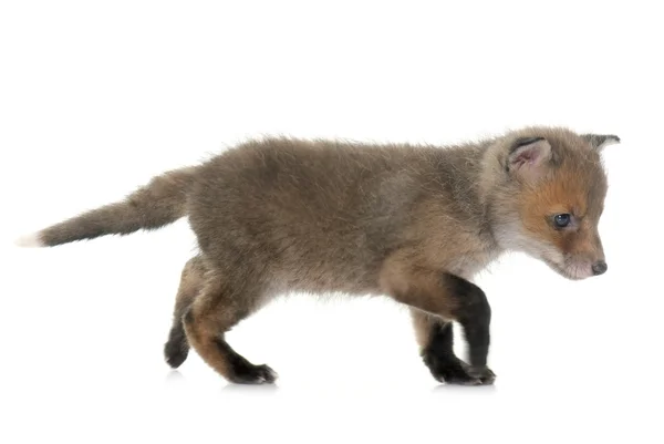 Red fox cub — Stockfoto