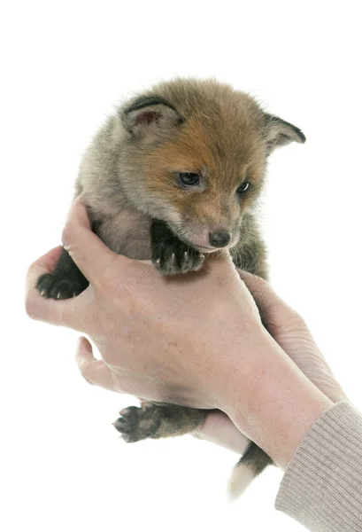 Raposa vermelha filhote em mãos — Fotografia de Stock