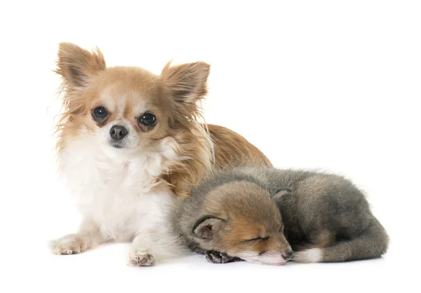 Cachorro de zorro rojo y chihuahua —  Fotos de Stock