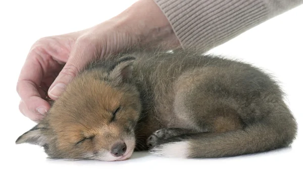 Dormire rosso volpe cucciolo — Foto Stock