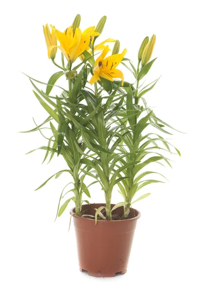 Lilium in pot — Stockfoto