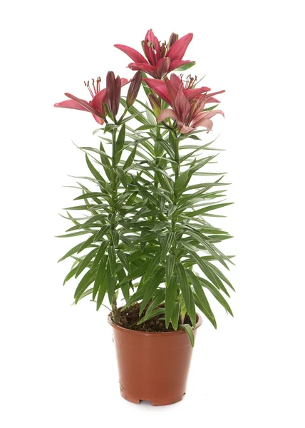 Lilium in pot — Stock Photo, Image