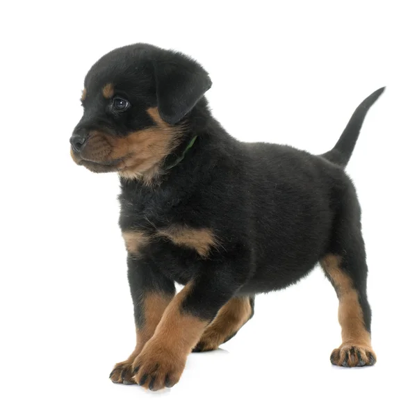 Cachorro rottweiler en estudio —  Fotos de Stock