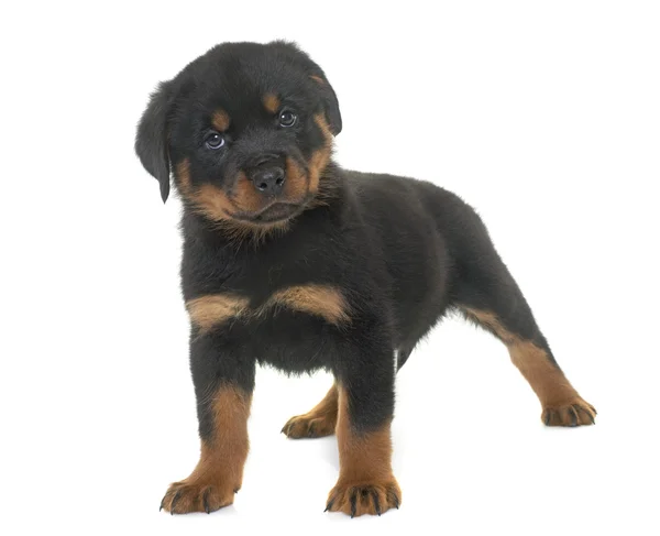 Puppy rottweiler in studio — Stock Photo, Image