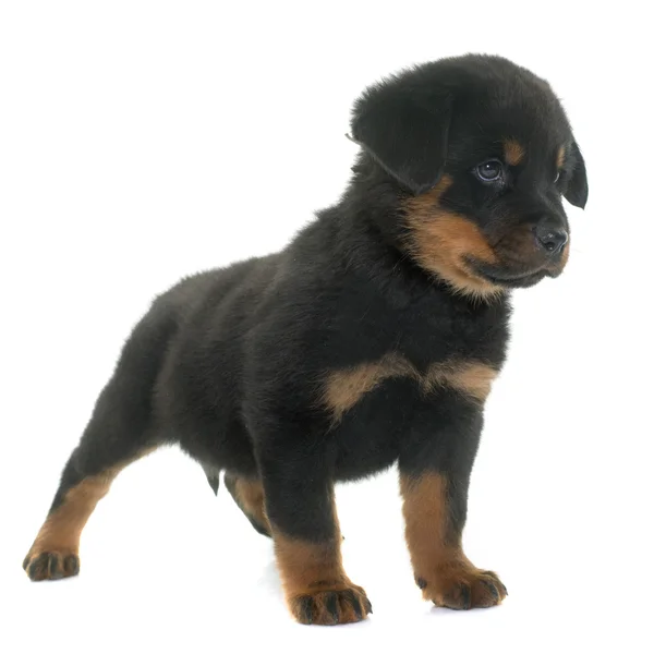 Pup rottweiler in studio — Stockfoto