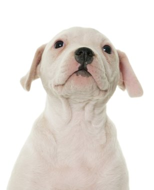 Amerikan bulldog yavrusu
