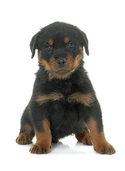 Cachorro rottweiler em estúdio — Fotografia de Stock