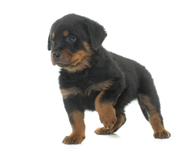 Pup rottweiler in studio — Stockfoto