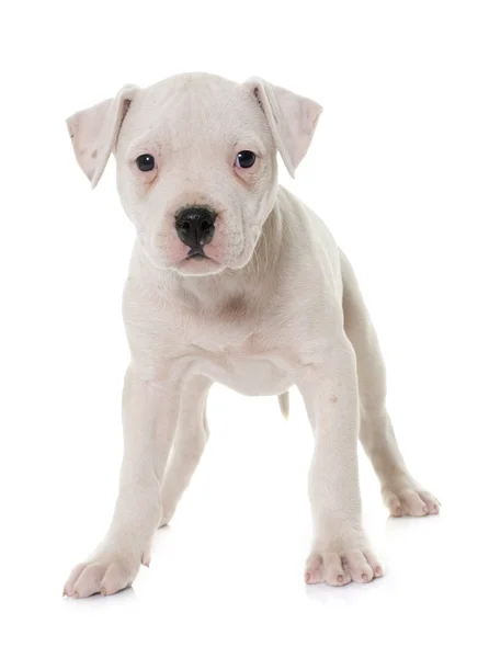 Puppy american bulldog — Stock Photo, Image