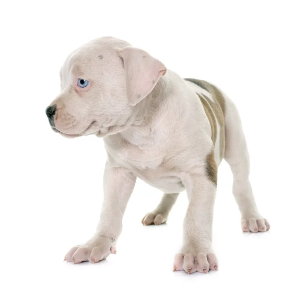 Puppy Amerikaanse bulldog — Stockfoto