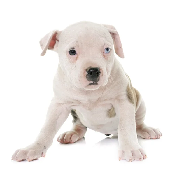 Puppy american bulldog — Stock Photo, Image