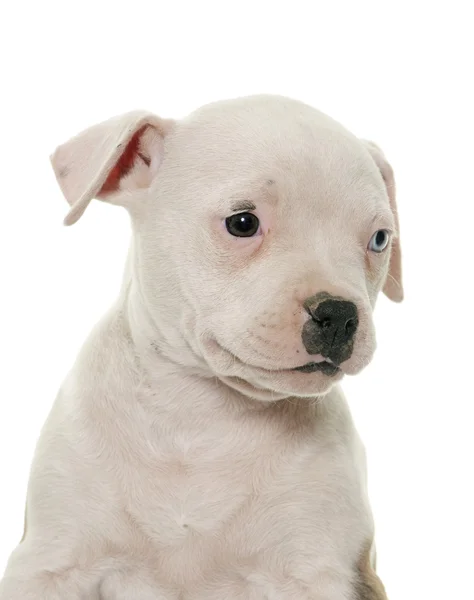 Puppy american bulldog — Stock Photo, Image