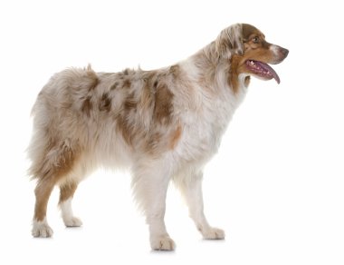 kadın Avustralyalı çoban