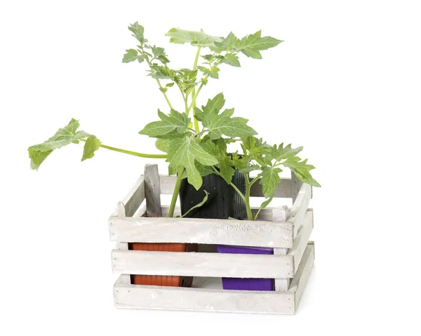 Tomatoes plants in pot — Stock Photo, Image