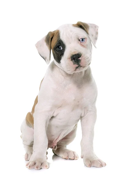 Welpe Amerikanische Bulldogge — Stockfoto