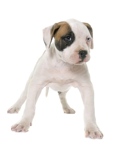Puppy Amerikaanse bulldog — Stockfoto