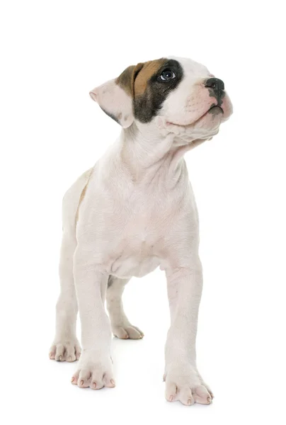 Puppy Amerikaanse bulldog — Stockfoto