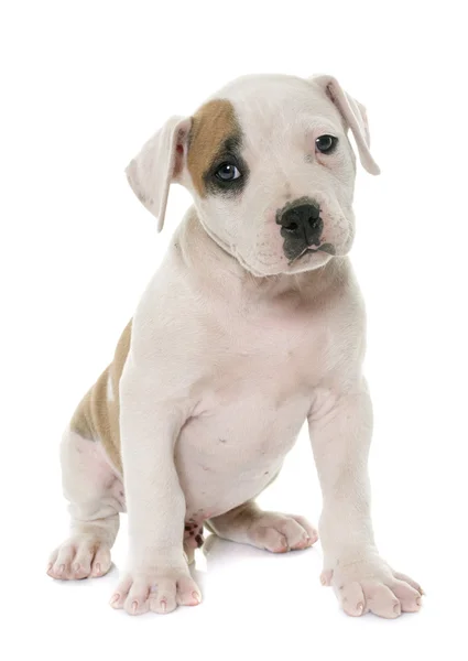 Cucciolo bulldog americano — Foto Stock