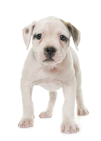 Cachorro americano bulldog — Fotografia de Stock