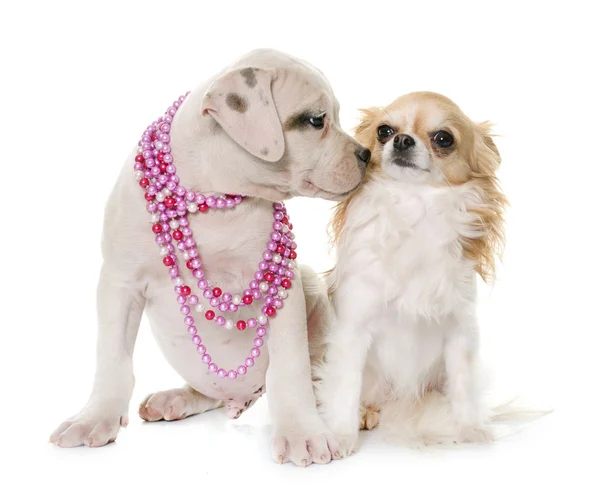 Cachorro americano bulldog e chihuahua — Fotografia de Stock