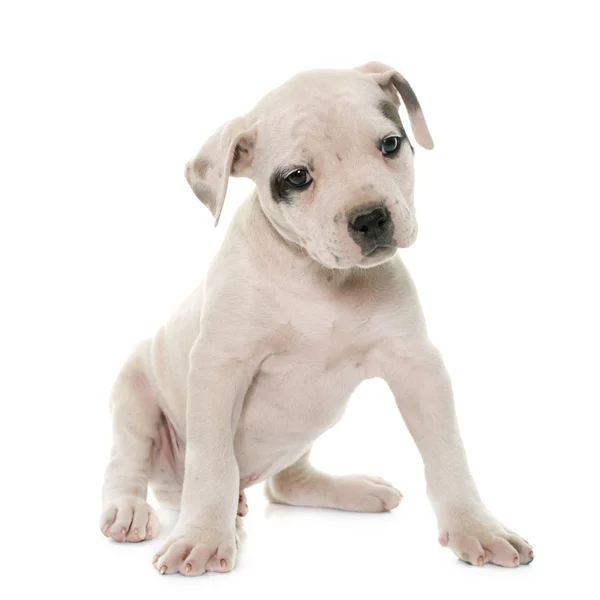 Cachorro americano bulldog — Fotografia de Stock